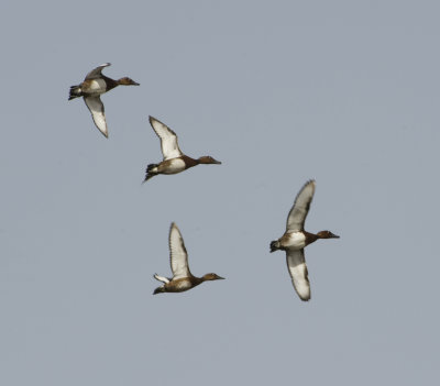 16. Ferruginous Duck - Aythya nyroca