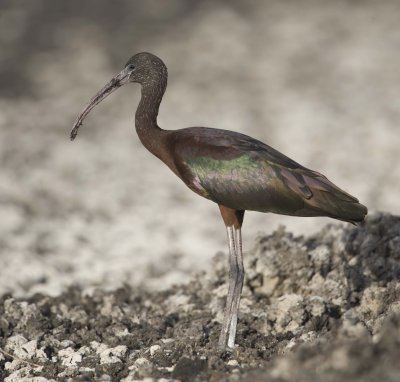 1. Glossy Ibis - Plegadis falcinellus