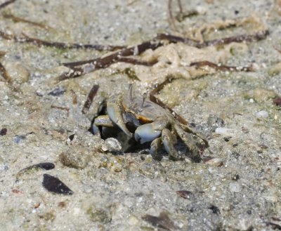 Macrophthalmidae (family): 1 species