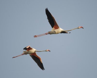 1. Greater Flamingo - Phoenicopterus roseus