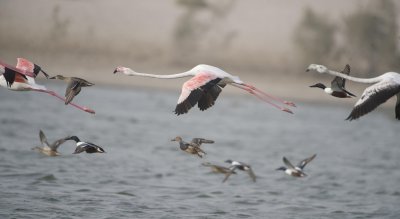 1. Greater Flamingo - Phoenicopterus roseus