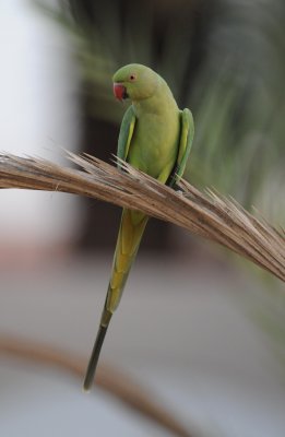 1. Rose-ringed Parakeet - Psittacula krameri