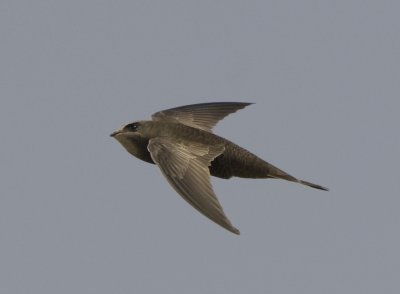 2. Common Swift - Apus apus