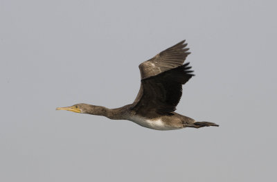 2. Socotra Cormorant - Phalacrocorax nigrogularis