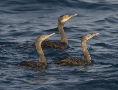 2. Socotra Cormorant - Phalacrocorax nigrogularis