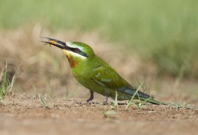 2. Blue-cheeked Bee-eater - Merops persicus