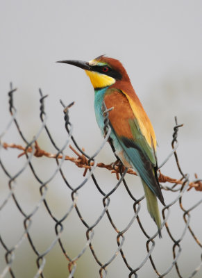 3. European Bee-eater - Merops apiaster