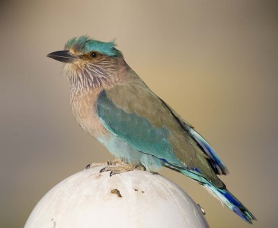 2. Indian Roller - Coracias benghalensis