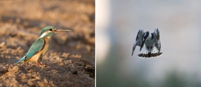 Alcedinidae - kingfishers (family): 4 species