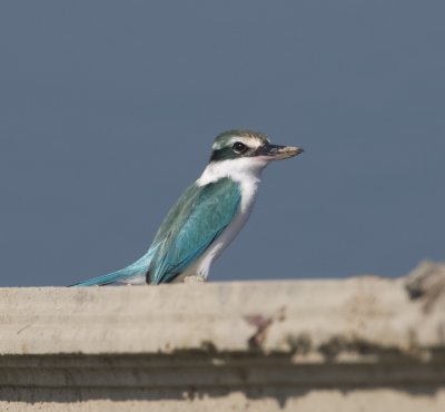 2. Arabian Collared Kingfisher - Todiramphus chloris kalbaensis