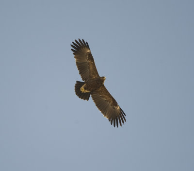 15. Greater Spotted Eagle - Aquila clanga