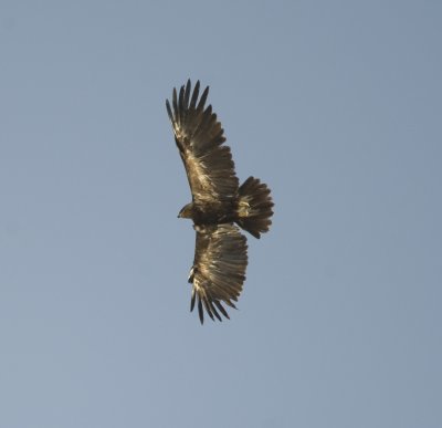 15. Greater Spotted Eagle - Aquila clanga