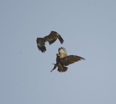 15. Greater Spotted Eagle - Aquila clanga