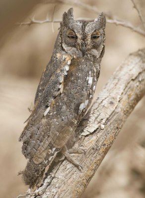 2. Eurasian Scops Owl - Otus scops