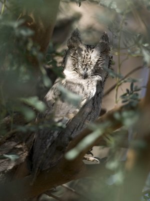 1. Pallid Scops Owl - Otus brucei