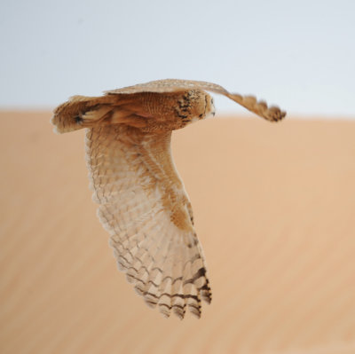 3. Pharaoh Eagle-Owl - Bubo ascalaphus
