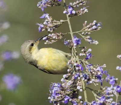 1. Purple Sunbird - Cinnyris asiaticus