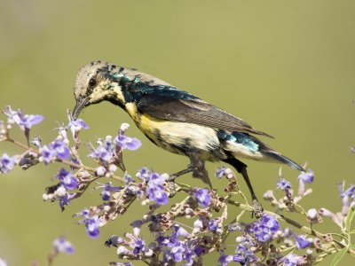 1. Purple Sunbird - Cinnyris asiaticus