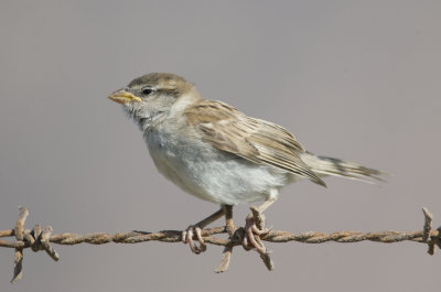 1. House Sparrow - Passer domesticus 