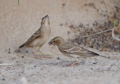 3. Pale Rockfinch - Carpospiza brachydactyla