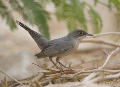 6. Menetries's Warbler - Sylvia mystacea