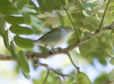 5. Humes Leaf Warbler - Phylloscopus humei