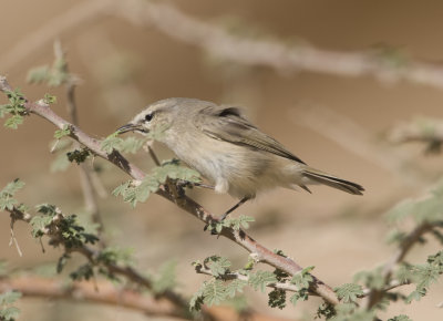 3. Plain Leaf Warbler - Phylloscopus neglectus