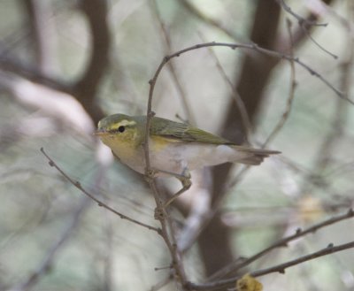 4. Wood Warbler - Phylloscopus sibilatrix