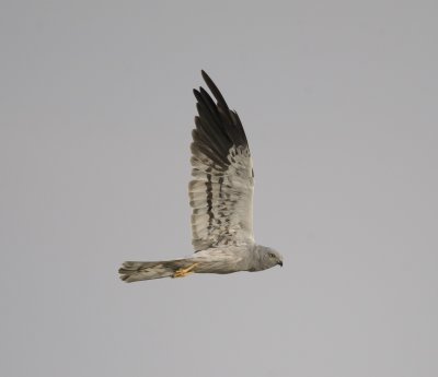 10. Montagu's Harrier - Circus pygargus (adult male)