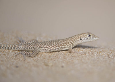 2. Schmidt's fringe-toed (White-spotted Lizard) - Acanthodactylus schmidti