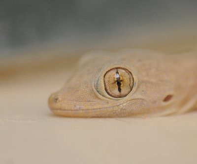 3. Yellow-bellied House Gecko - Hemidactylus flaviviridis