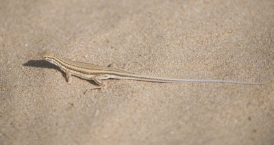 1. Fringe-toed Lizard - Acanthodactylus gongrorhynchatus