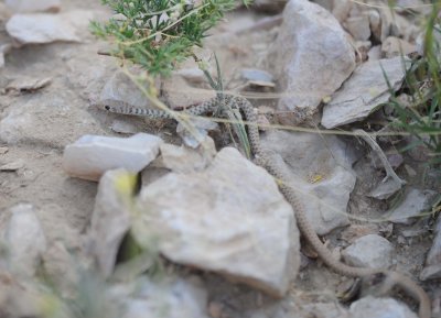 1. Wadi Racer - Platyceps rhodorachis