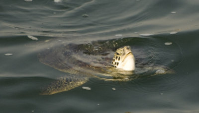 1. Green Turtle - Chelonia mydas mydas