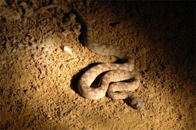 1. Oman Saw-scaled Viper - Echis omanensis