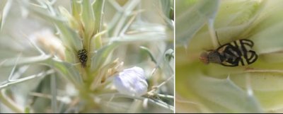 Tephritidae - True Fruit Flies (family): 7 species