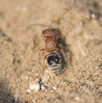 Myrmilla (subgenus Pseudomutilla) sp., female