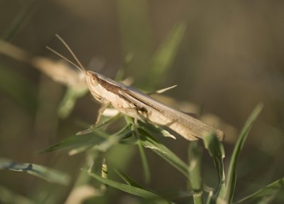 Ochrilidia sp.