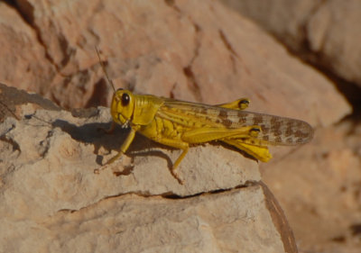 1. Schistocerca gregaria (Forsskl, 1775) - Desert Locust