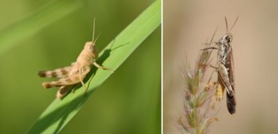 Acrididae - Short-horned Grasshoppers (family) : 17 species