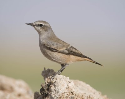 26. Red-tailed Wheatear - Oenanthe chrysopygia