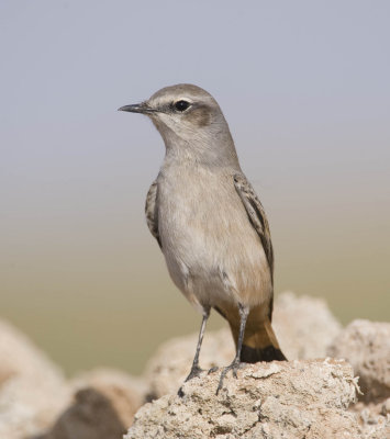26. Red-tailed Wheatear - Oenanthe chrysopygia