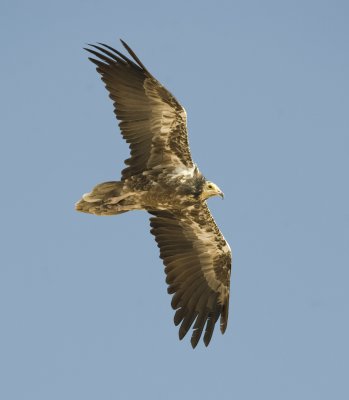 5. Egyptian Vulture - Neophron percnopterus 