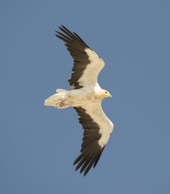 5. Egyptian Vulture - Neophron percnopterus (adult)