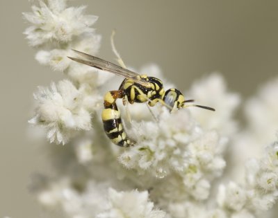 29. Philanthus coarctatus (Spinola, 1839) - male