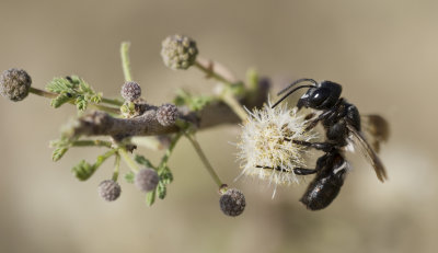 1. Megachile maxillosa (Gurin-Mneville, 1845)