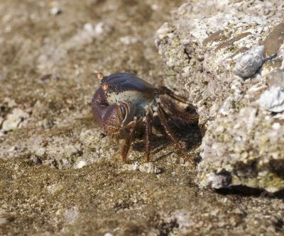 1. Eriphia smithii - 'Stone Crab'