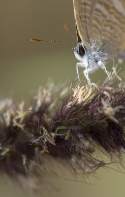 6. Lampides boeticus (Linnaeus, 1767) - Long-tailed Blue