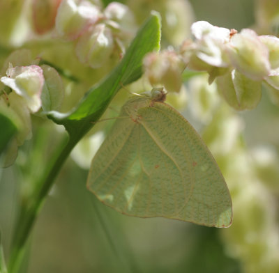 4. Catopsilia florella (Fabricius, 1775) - African Emigrant