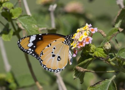 1. Danaus chrysippus (Linnaeus, 1758) - Plain Tiger